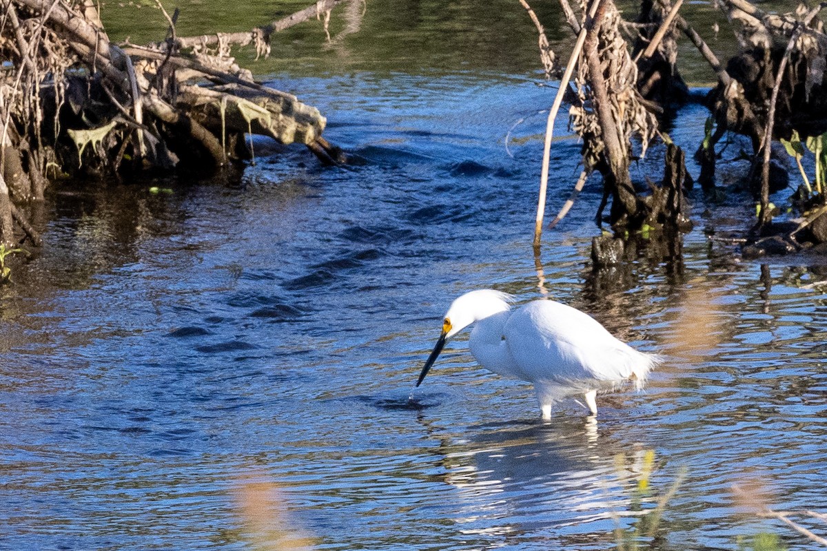 Snowy Egret - Liam Gilmore