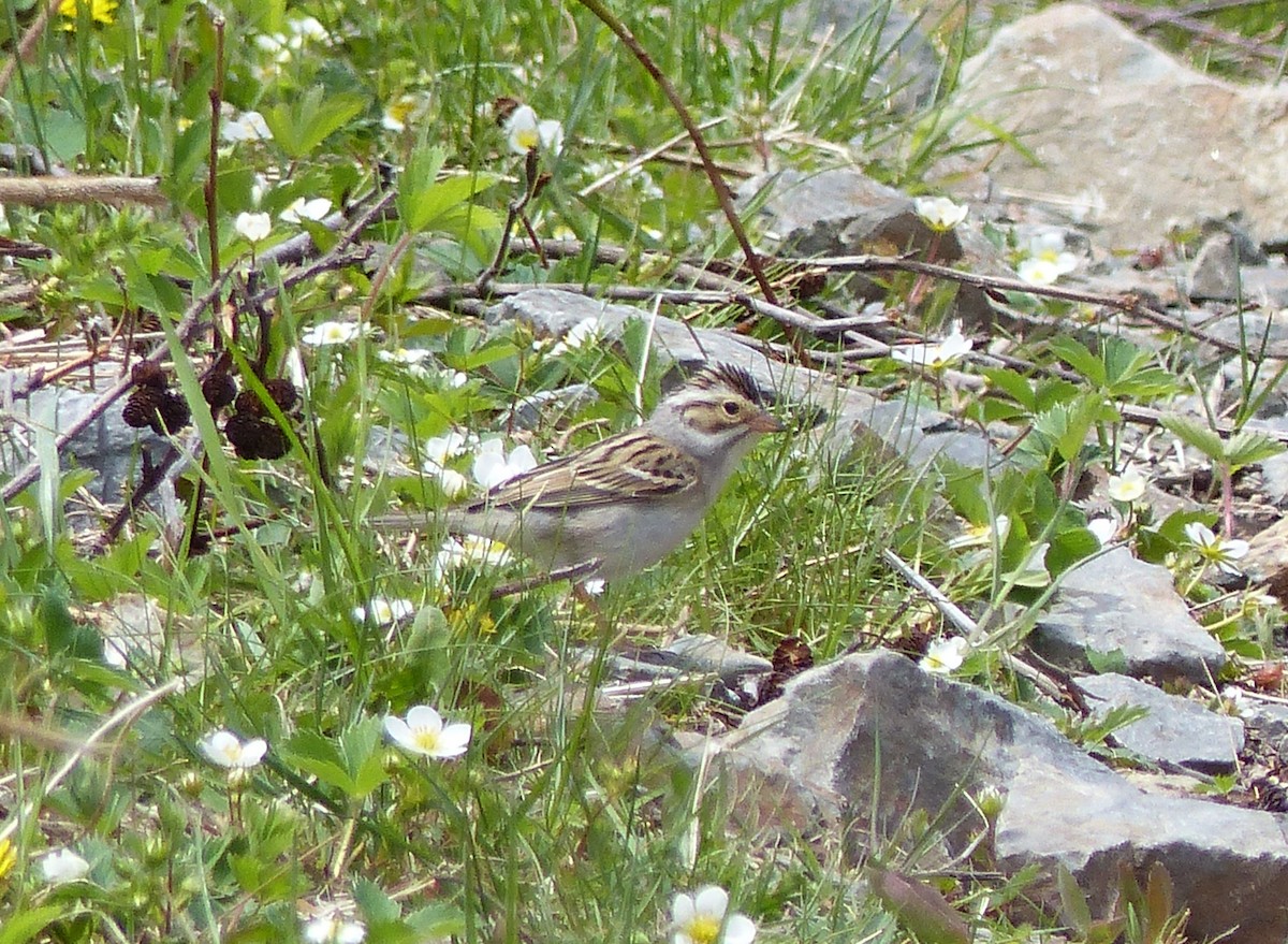 Clay-colored Sparrow - ML619192656