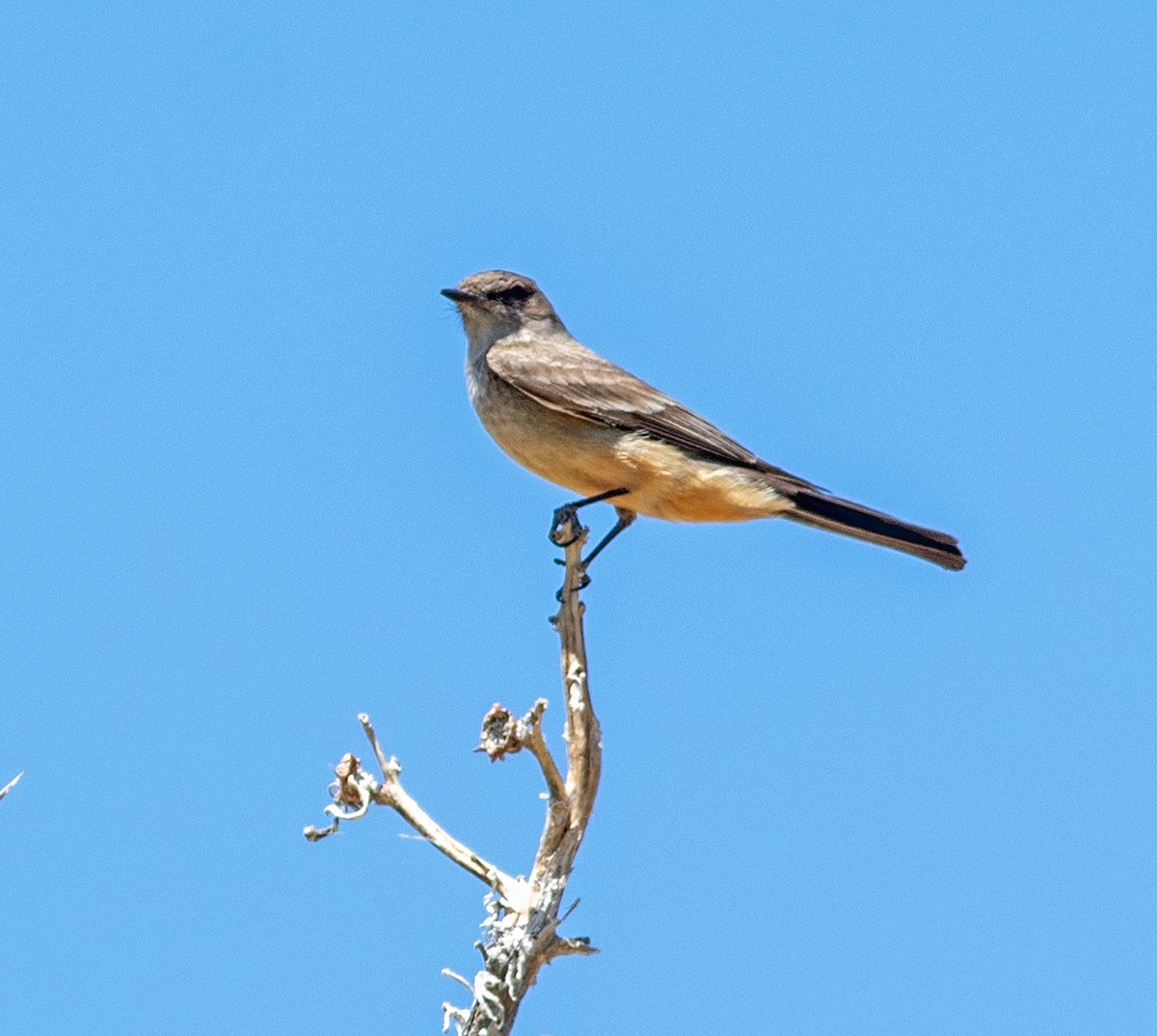 Say's Phoebe - Mark and Holly Salvato