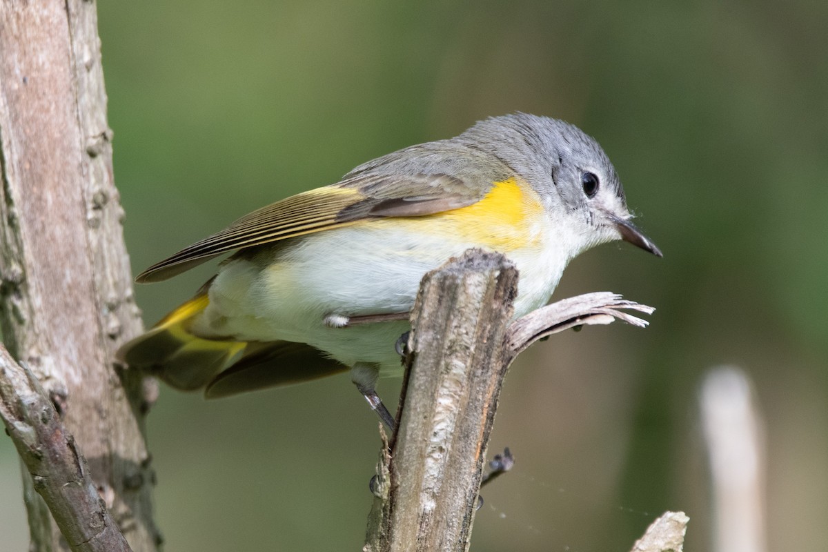 American Redstart - Candice Lowther