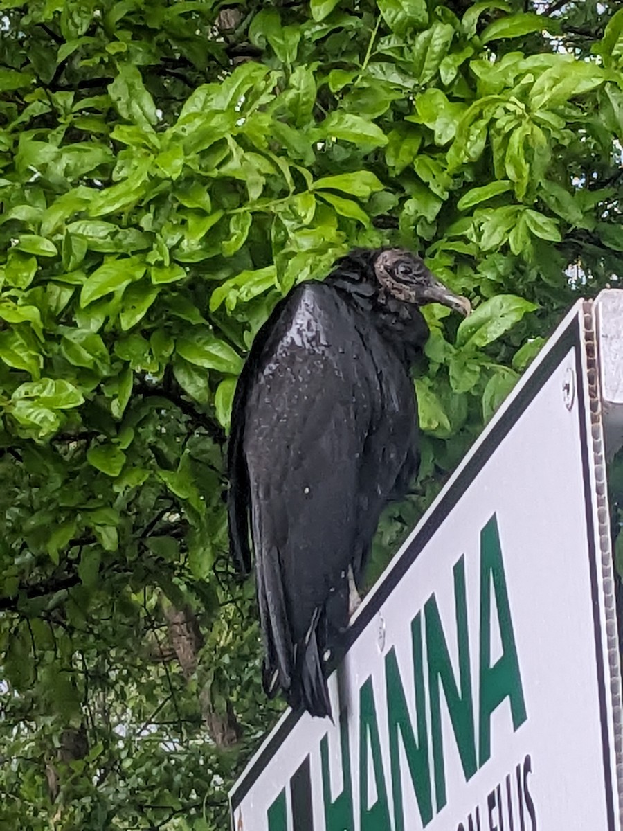 Black Vulture - Scott Kinzey