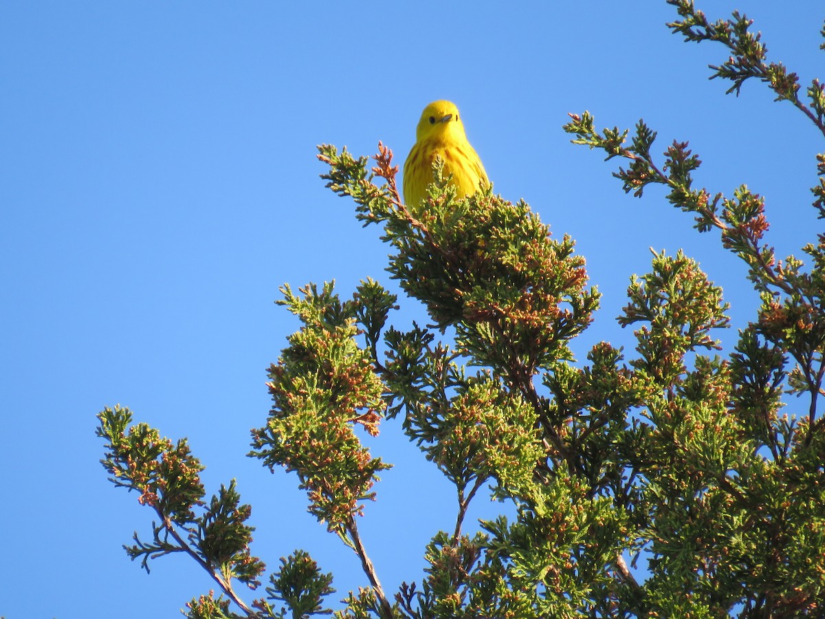 Yellow Warbler - Michel Turcot