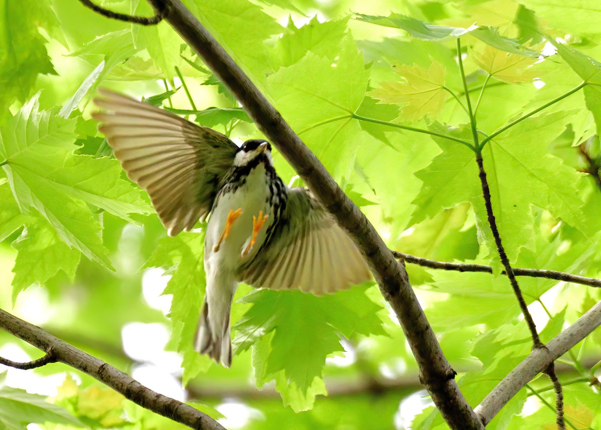 Blackpoll Warbler - Sylvain Lapointe