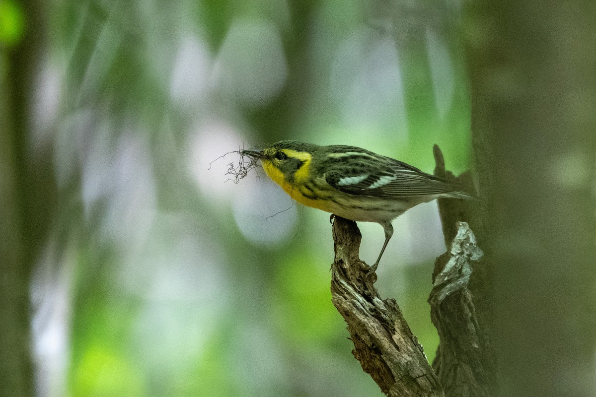 Blackburnian Warbler - Candice Lowther