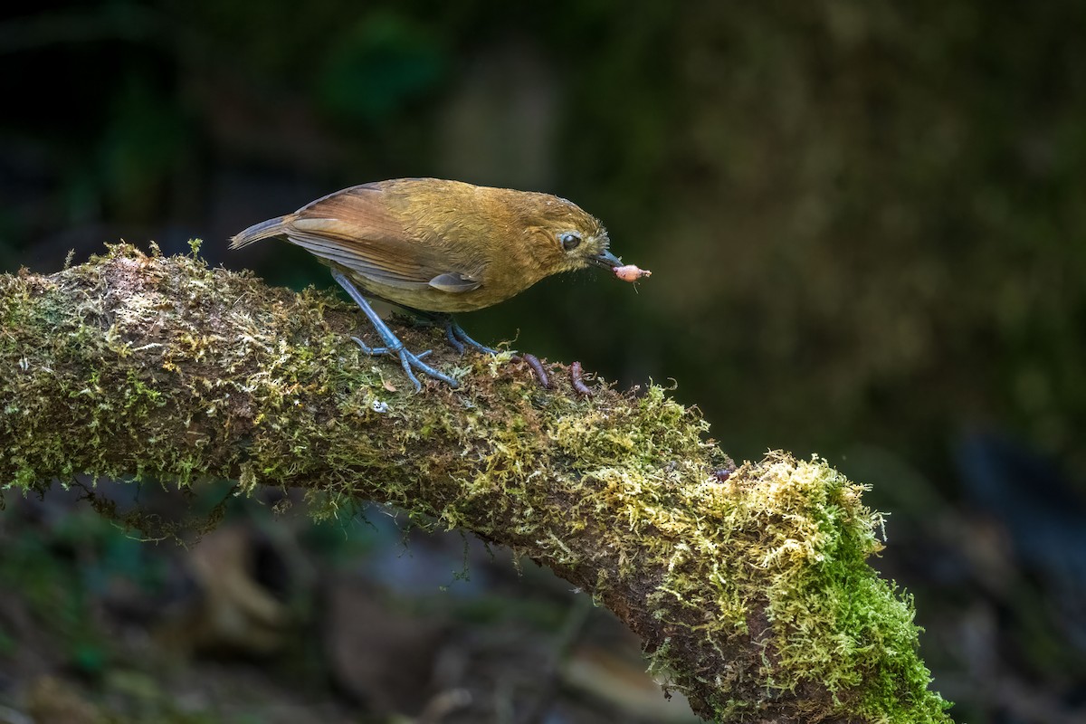 Brown-banded Antpitta - Jay Eisenberg