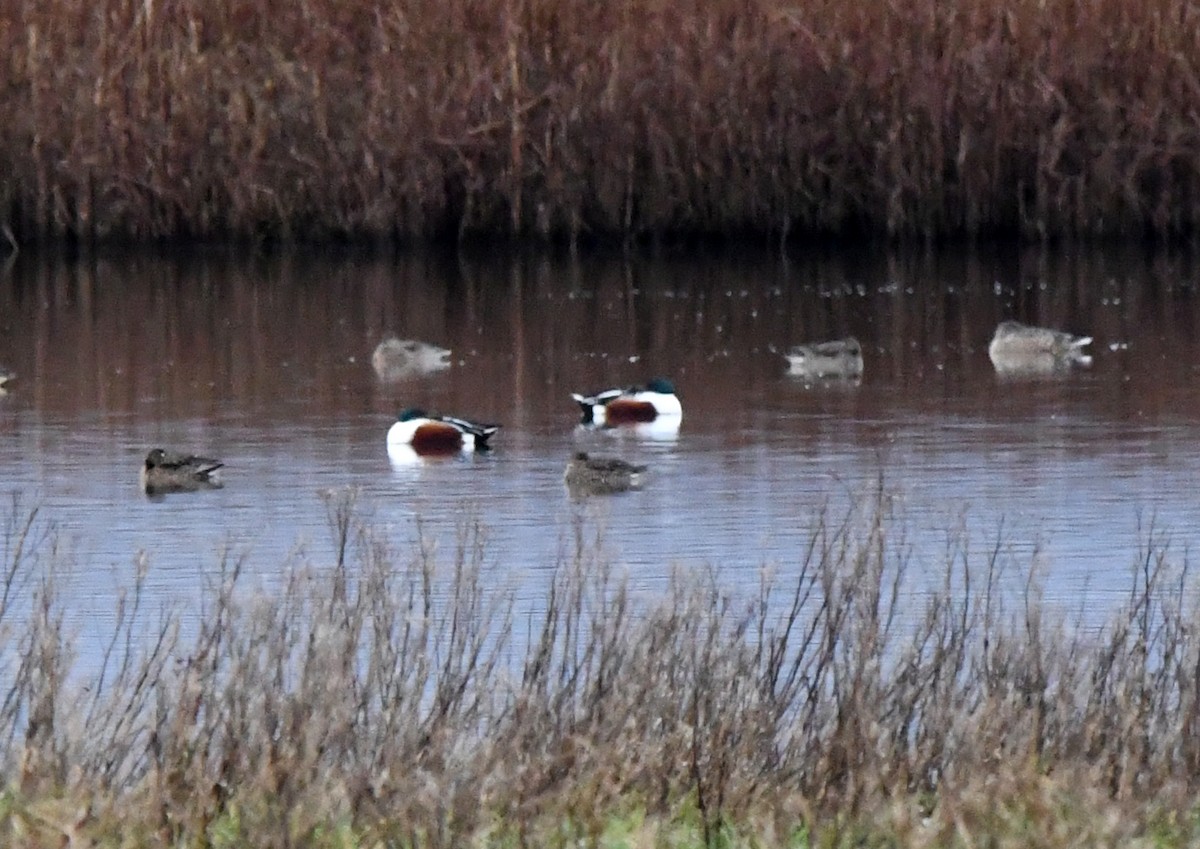 Northern Shoveler - A Emmerson