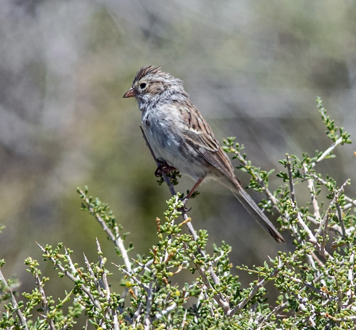 Brewer's Sparrow - Mark and Holly Salvato