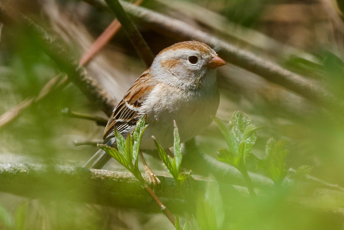 Field Sparrow - ML619192718