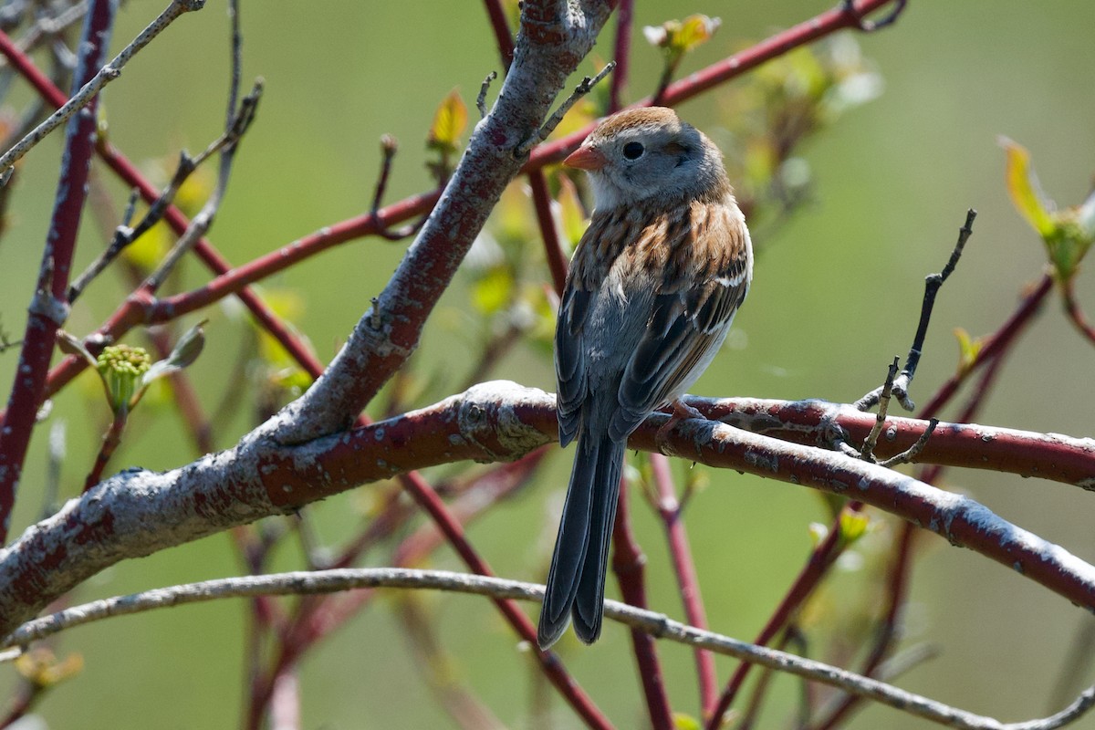 Field Sparrow - Patrice Babeux