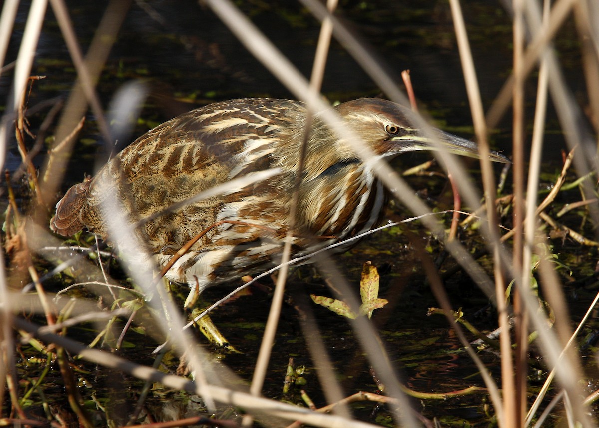 American Bittern - William Clark