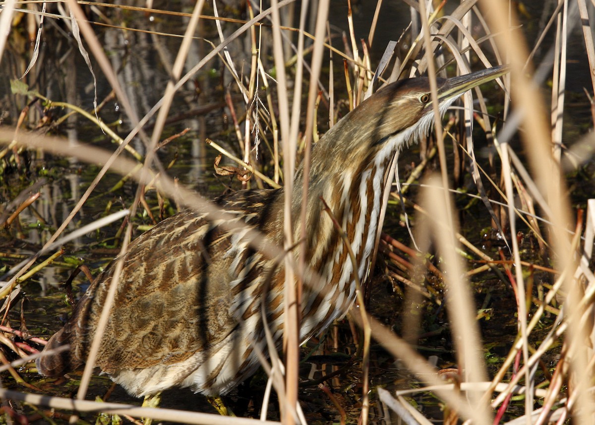 American Bittern - William Clark