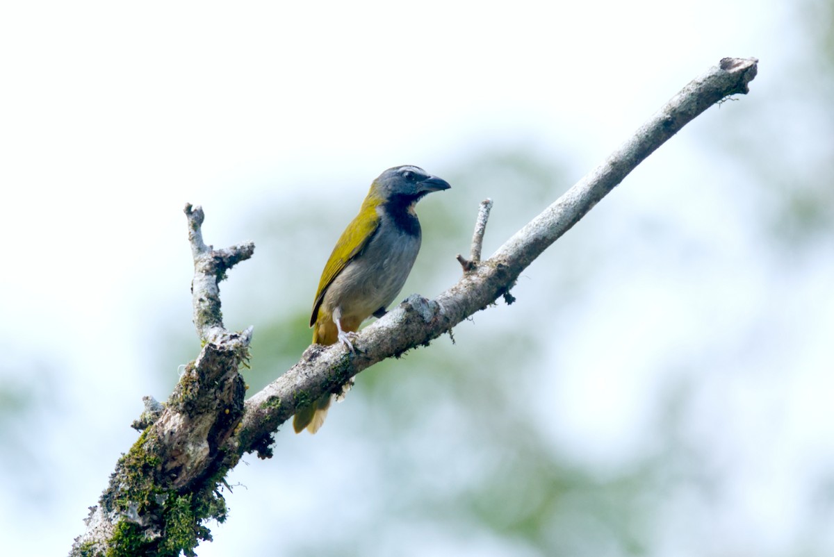 Buff-throated Saltator - Travis Vance