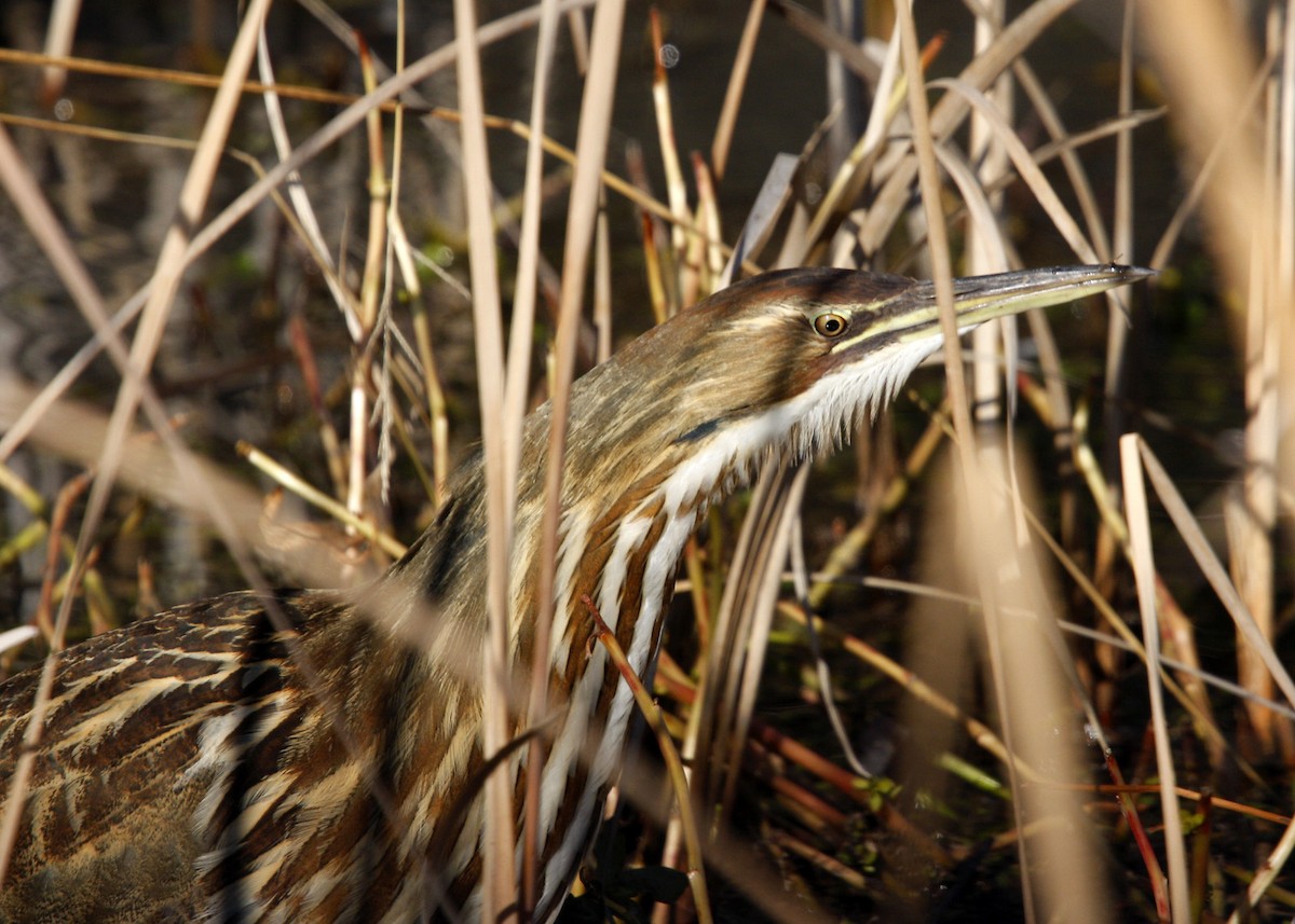 American Bittern - William Clark