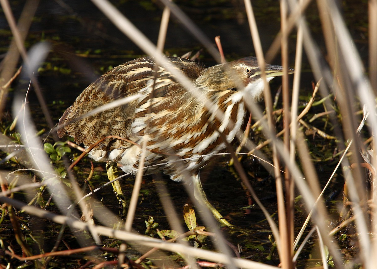 American Bittern - William Clark