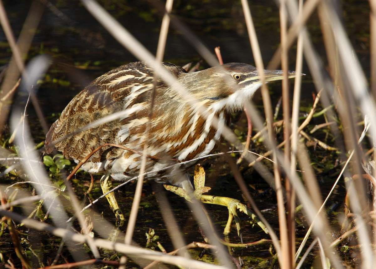 American Bittern - William Clark