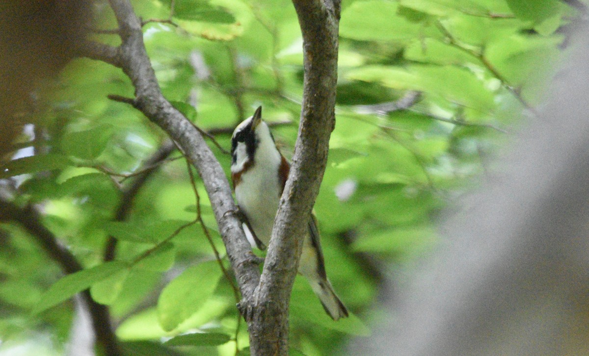 Chestnut-sided Warbler - ML619192753