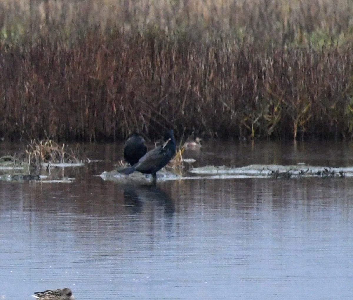 Great Cormorant - ML619192764