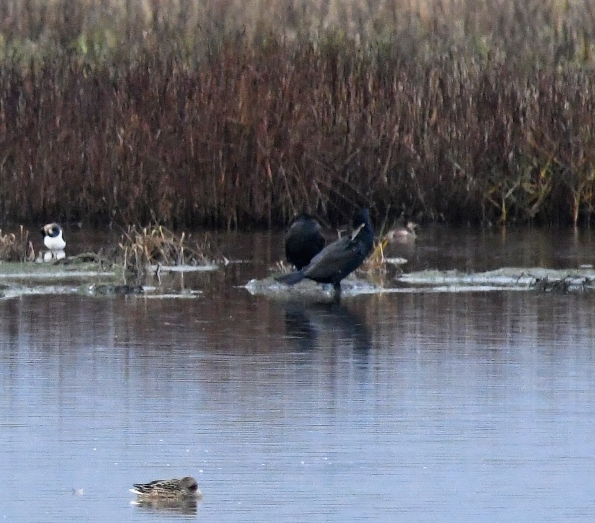 Great Cormorant - ML619192765