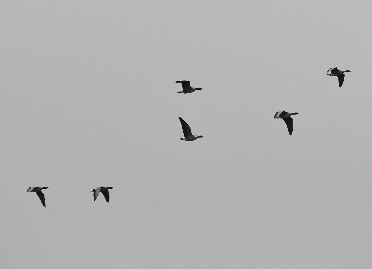 Pink-footed Goose - ML619192770