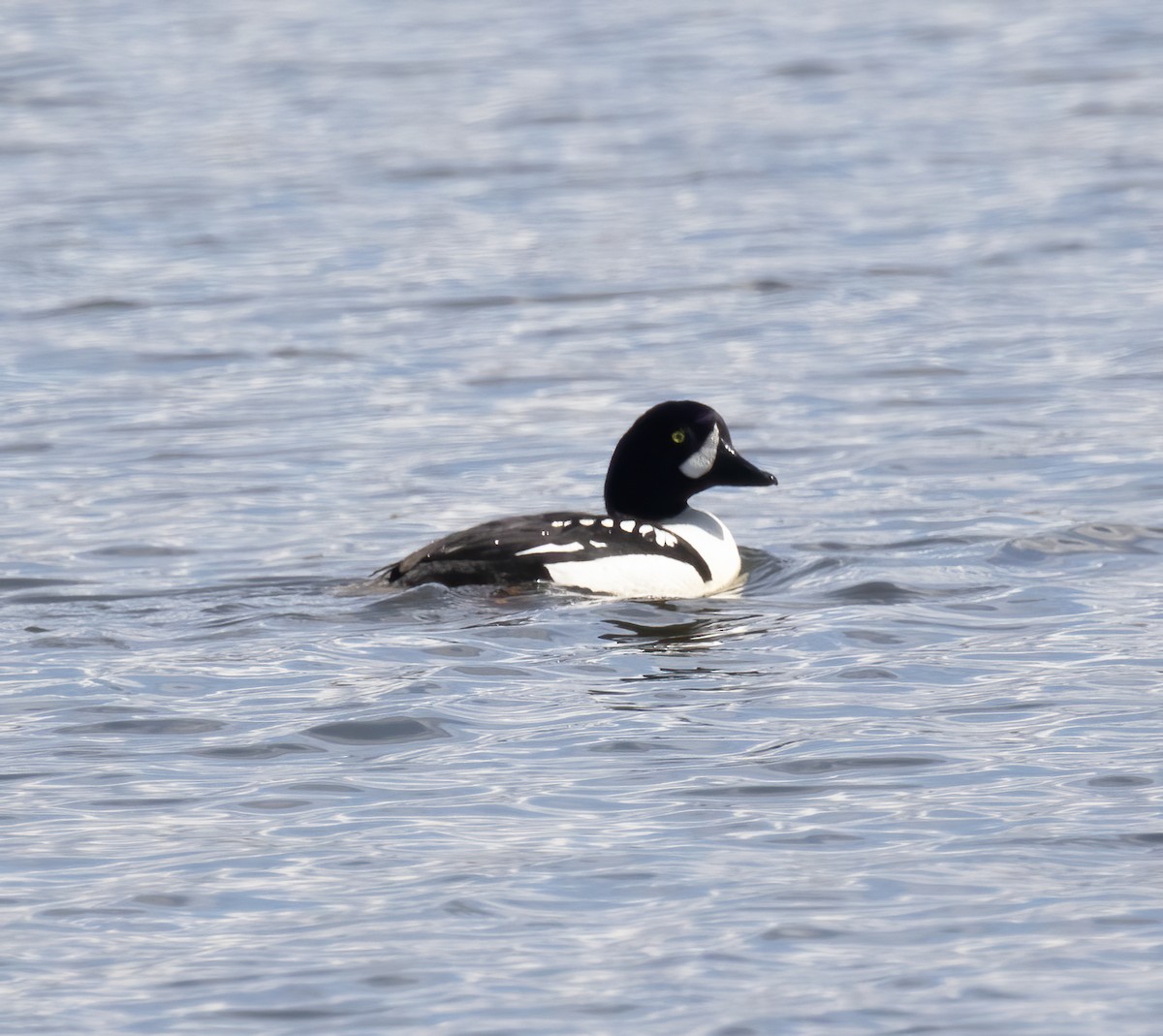 Barrow's Goldeneye - Gary Rosenberg