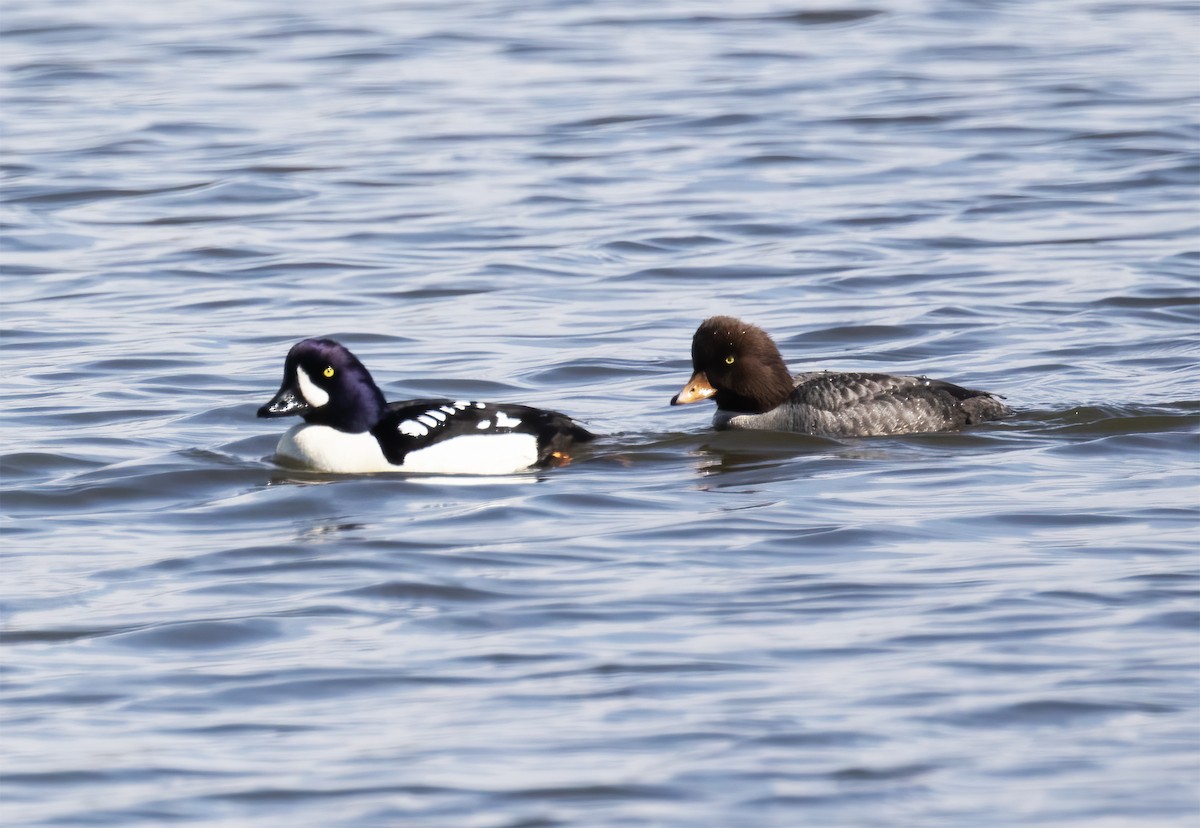 Barrow's Goldeneye - Gary Rosenberg