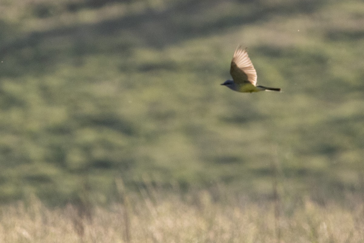 Western Kingbird - Liam Gilmore