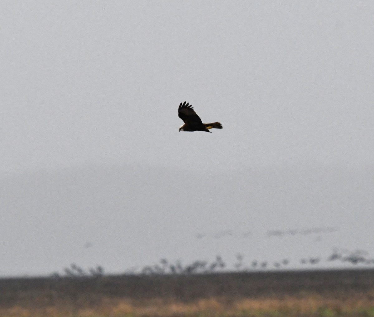 Western Marsh Harrier - ML619192786