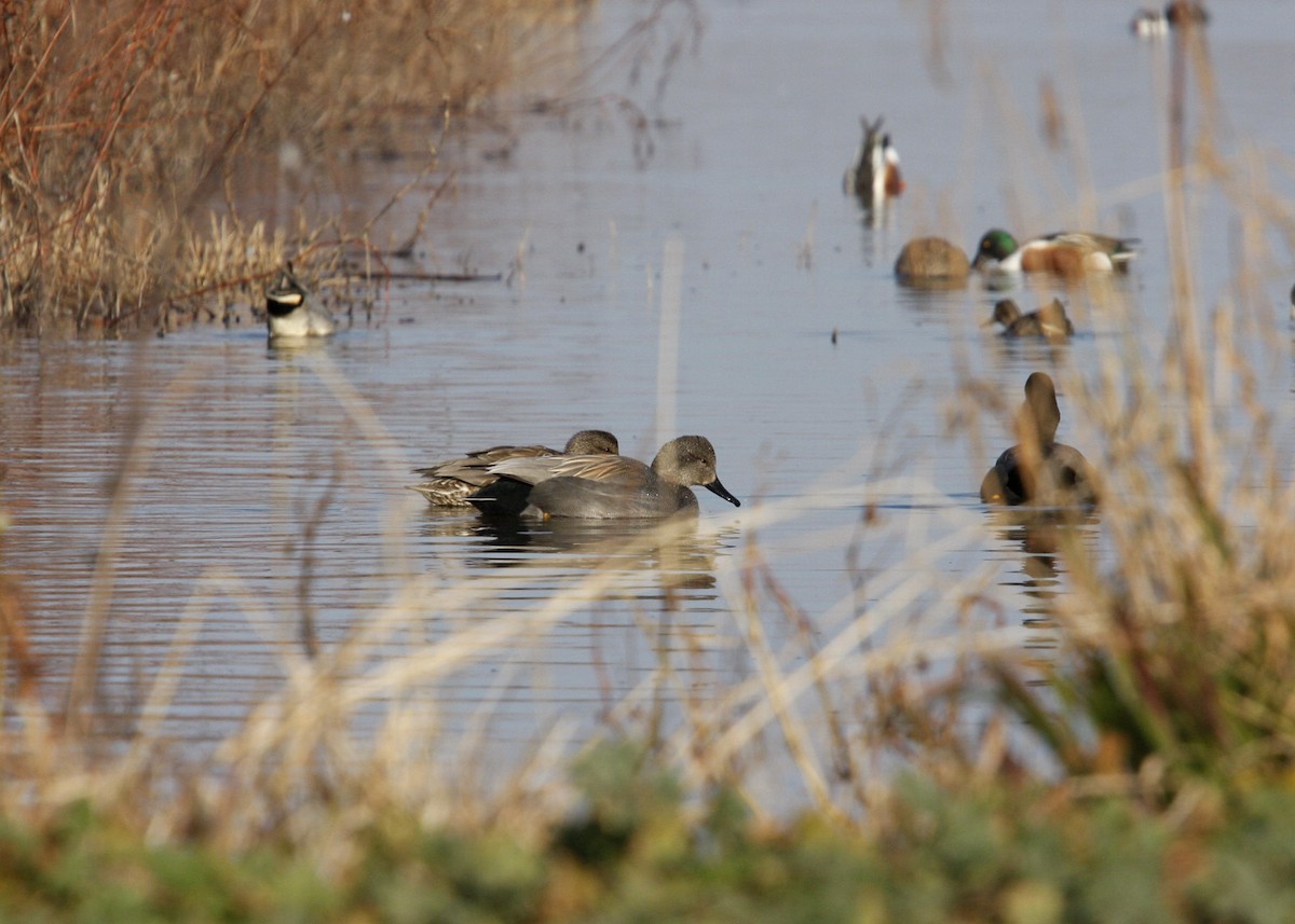 Gadwall - William Clark