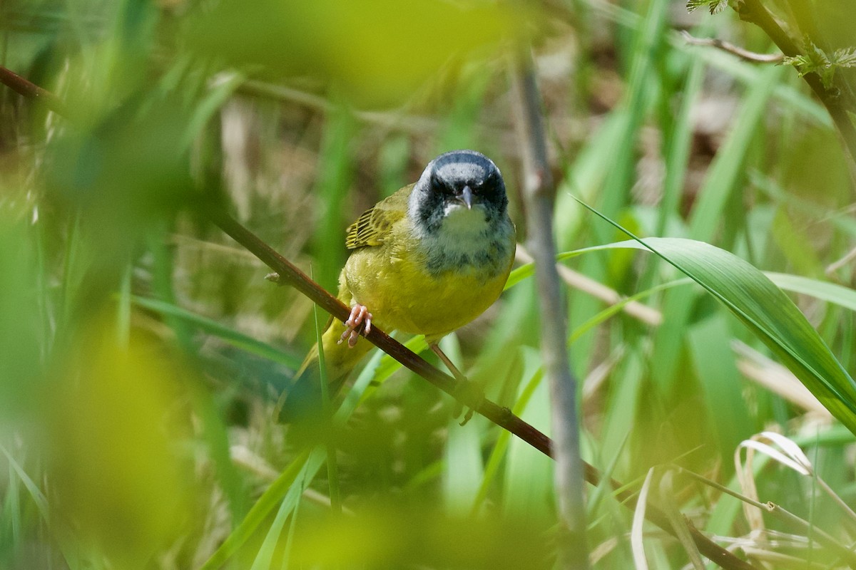 Mourning Warbler x Common Yellowthroat (hybrid) - ML619192797