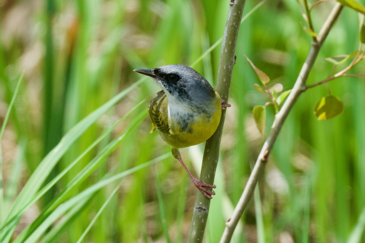 Mourning Warbler x Common Yellowthroat (hybrid) - ML619192798