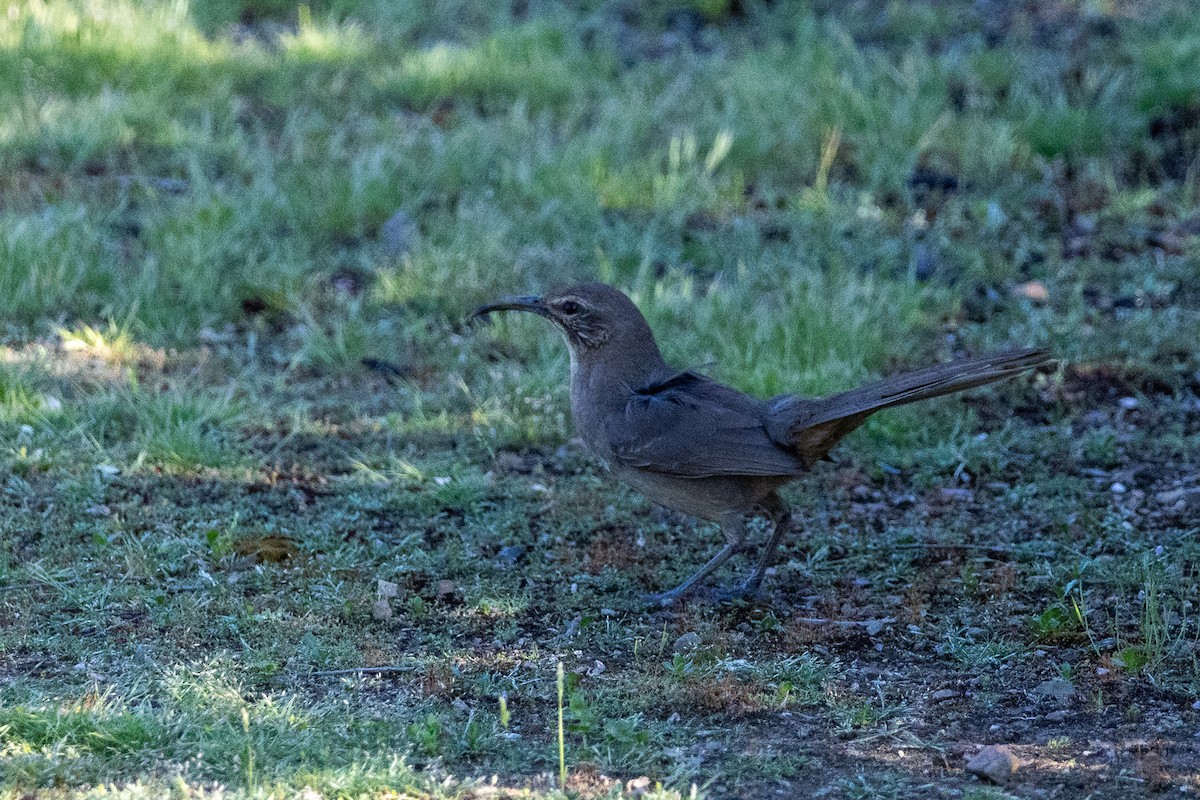 California Thrasher - Liam Gilmore