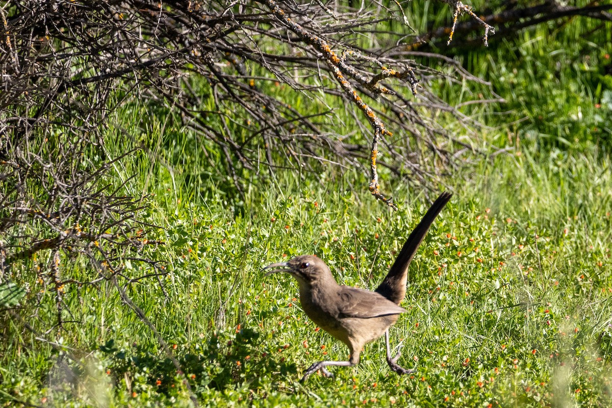 California Thrasher - ML619192802