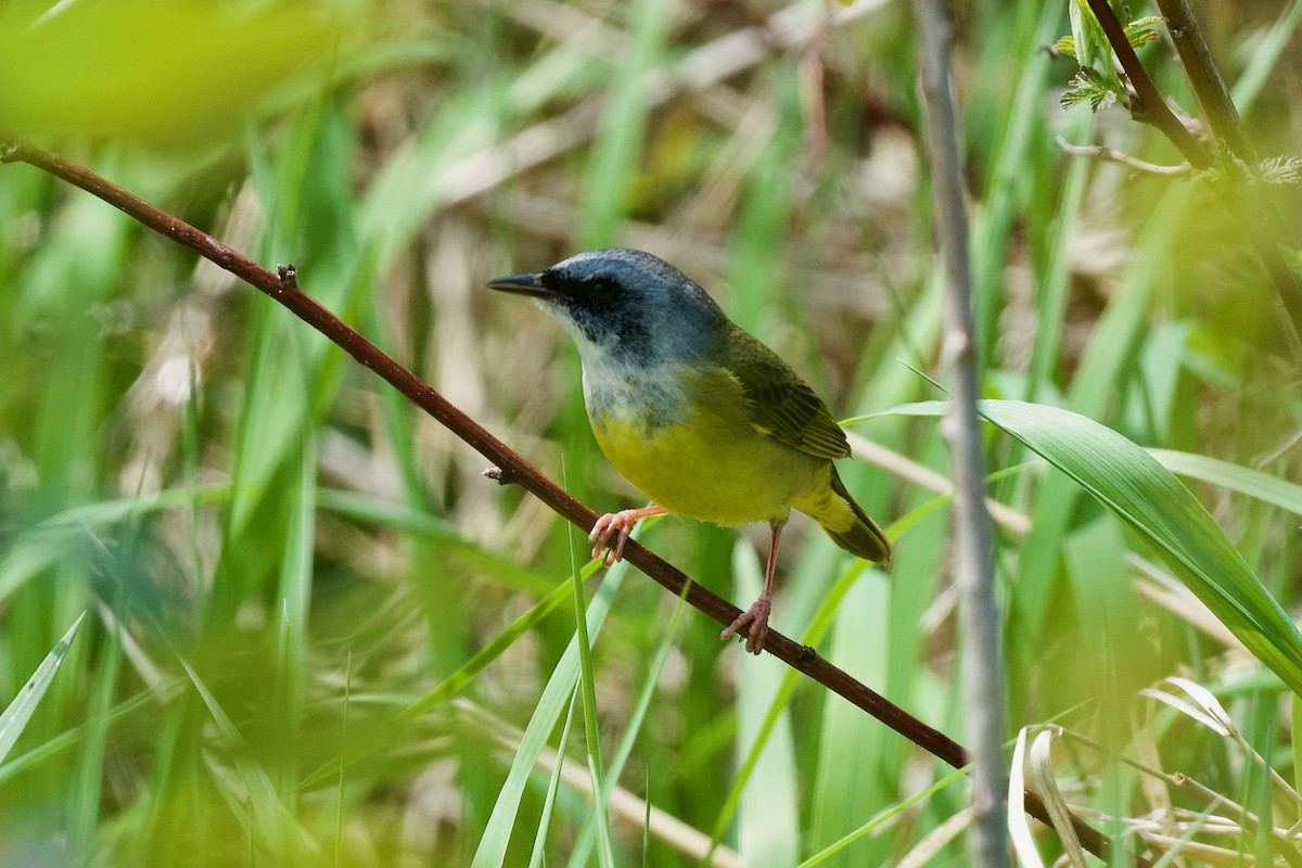 Mourning Warbler x Common Yellowthroat (hybrid) - ML619192804