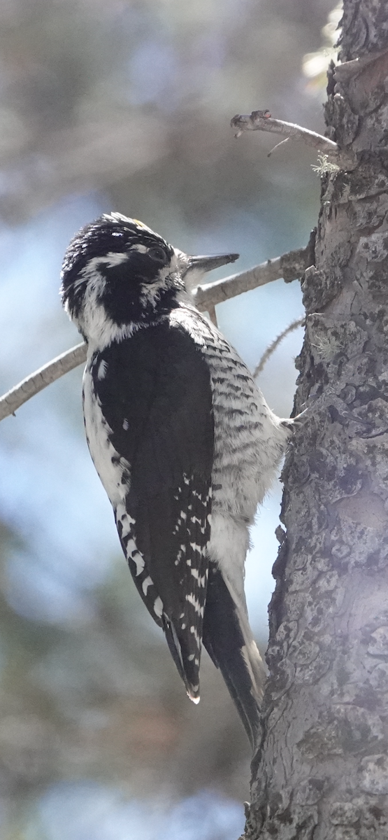 American Three-toed Woodpecker - Jerry Savage