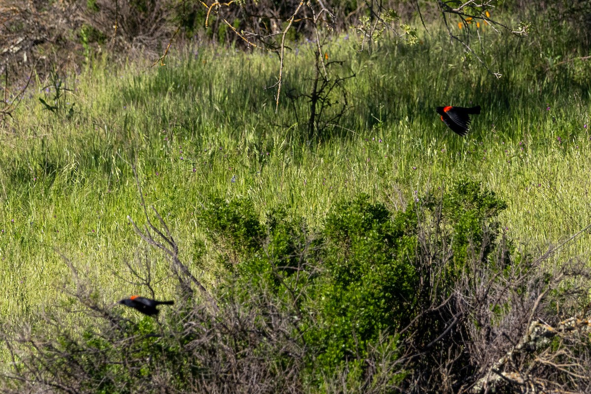 Red-winged Blackbird - Liam Gilmore