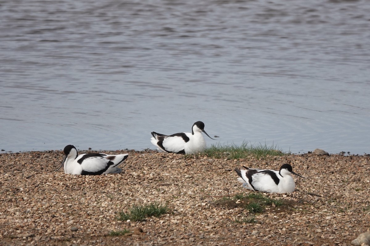 Pied Avocet - Roly Pitts
