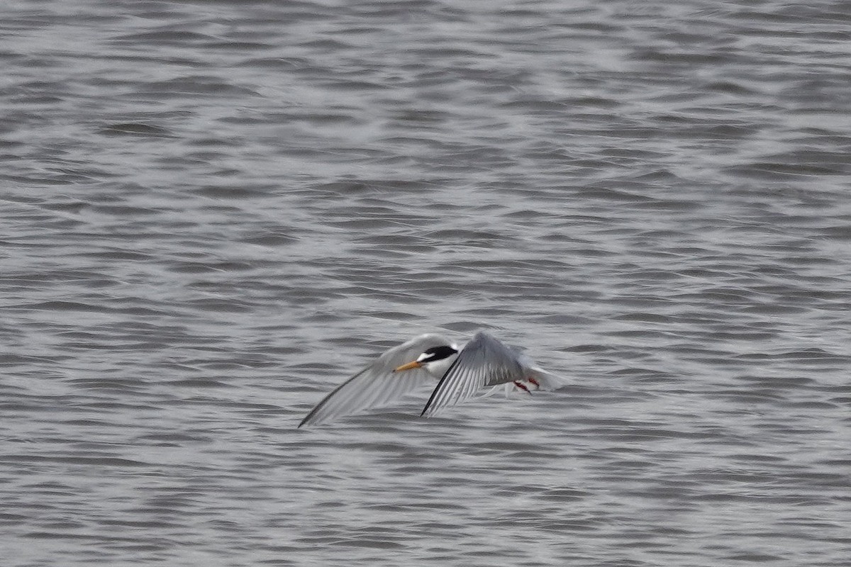 Little Tern - Roly Pitts