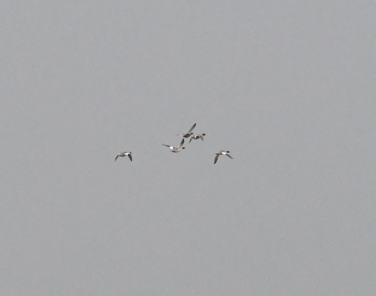 Red-breasted Merganser - A Emmerson