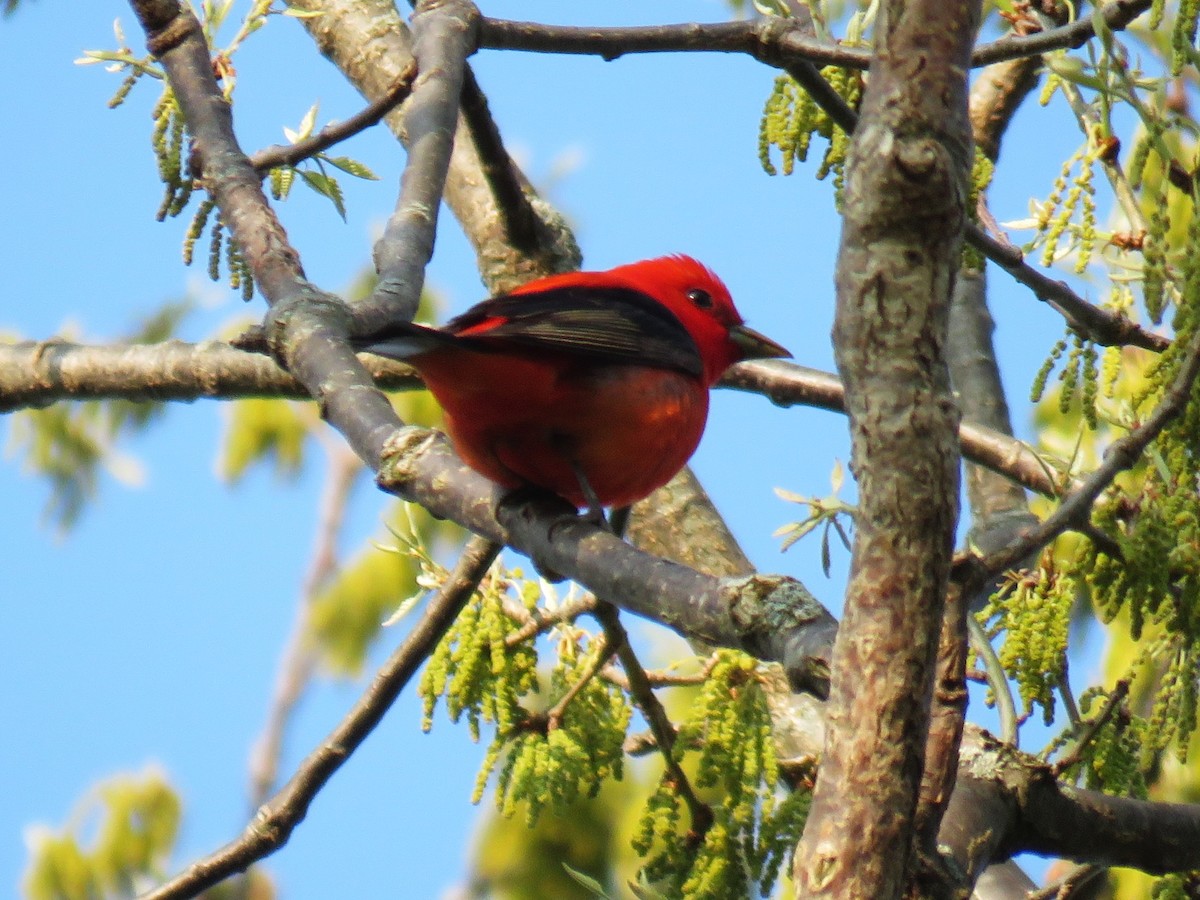 Scarlet Tanager - Michel Turcot
