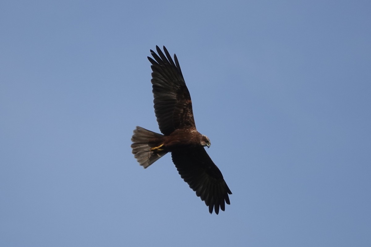 Western Marsh Harrier - Roly Pitts