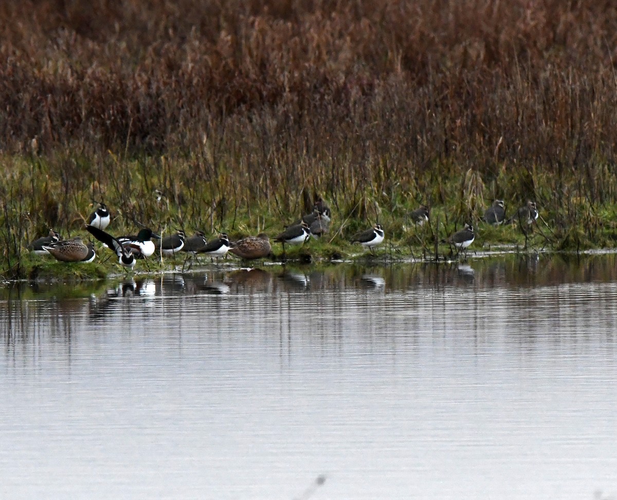 Northern Lapwing - ML619192849