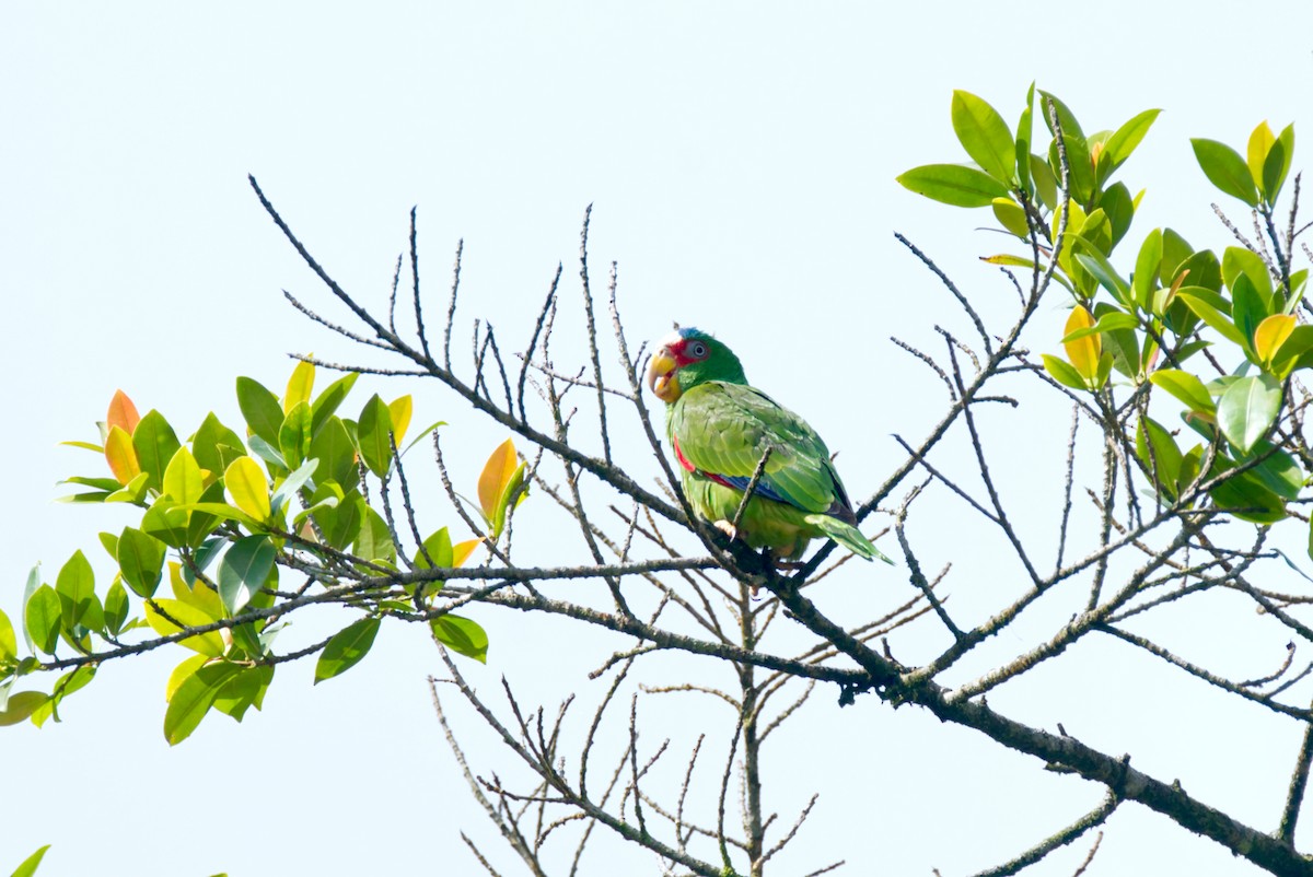 White-fronted Parrot - Travis Vance