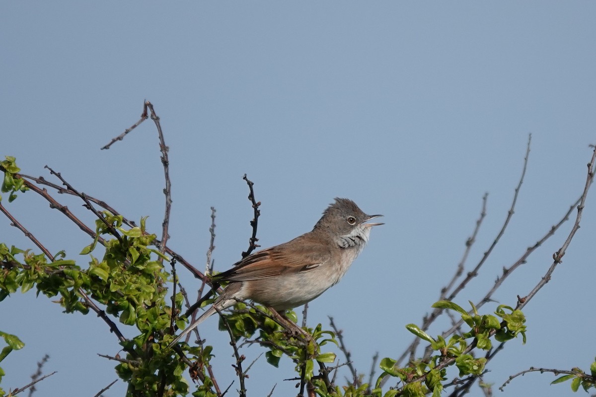 Greater Whitethroat - Roly Pitts