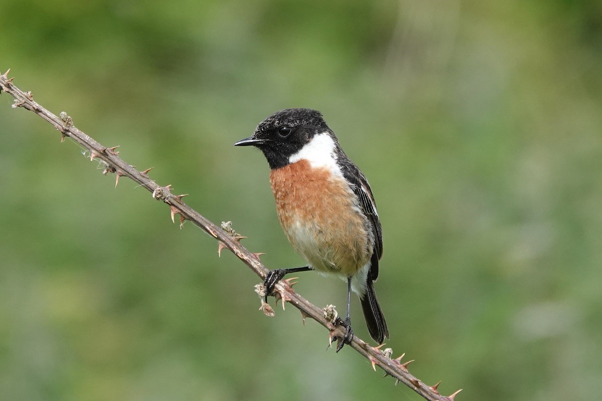 European Stonechat - Roly Pitts