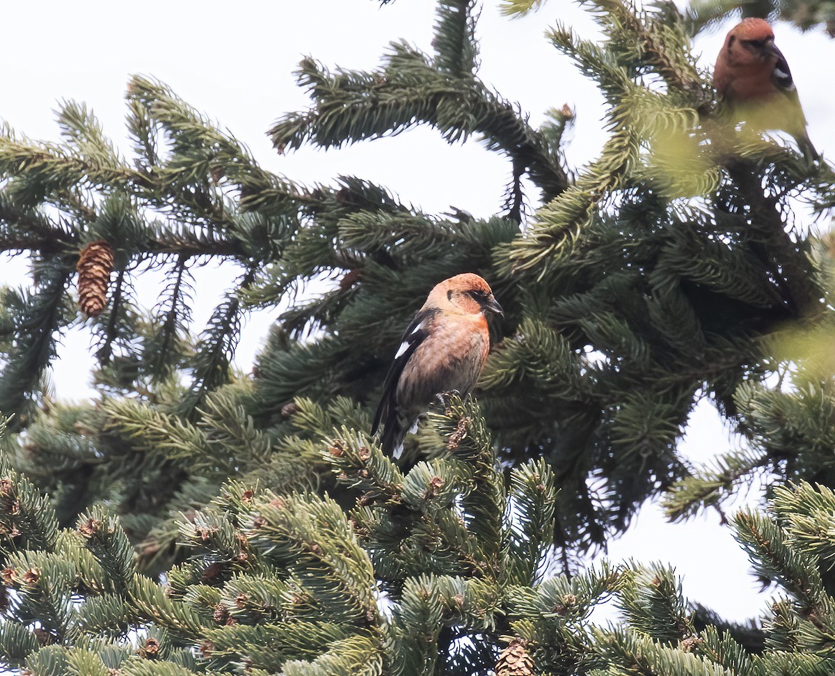 White-winged Crossbill - Gary Rosenberg