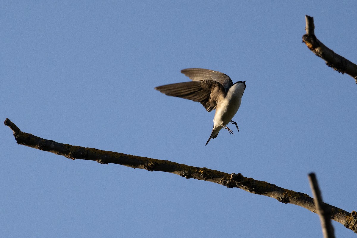 Tree Swallow - Liam Gilmore