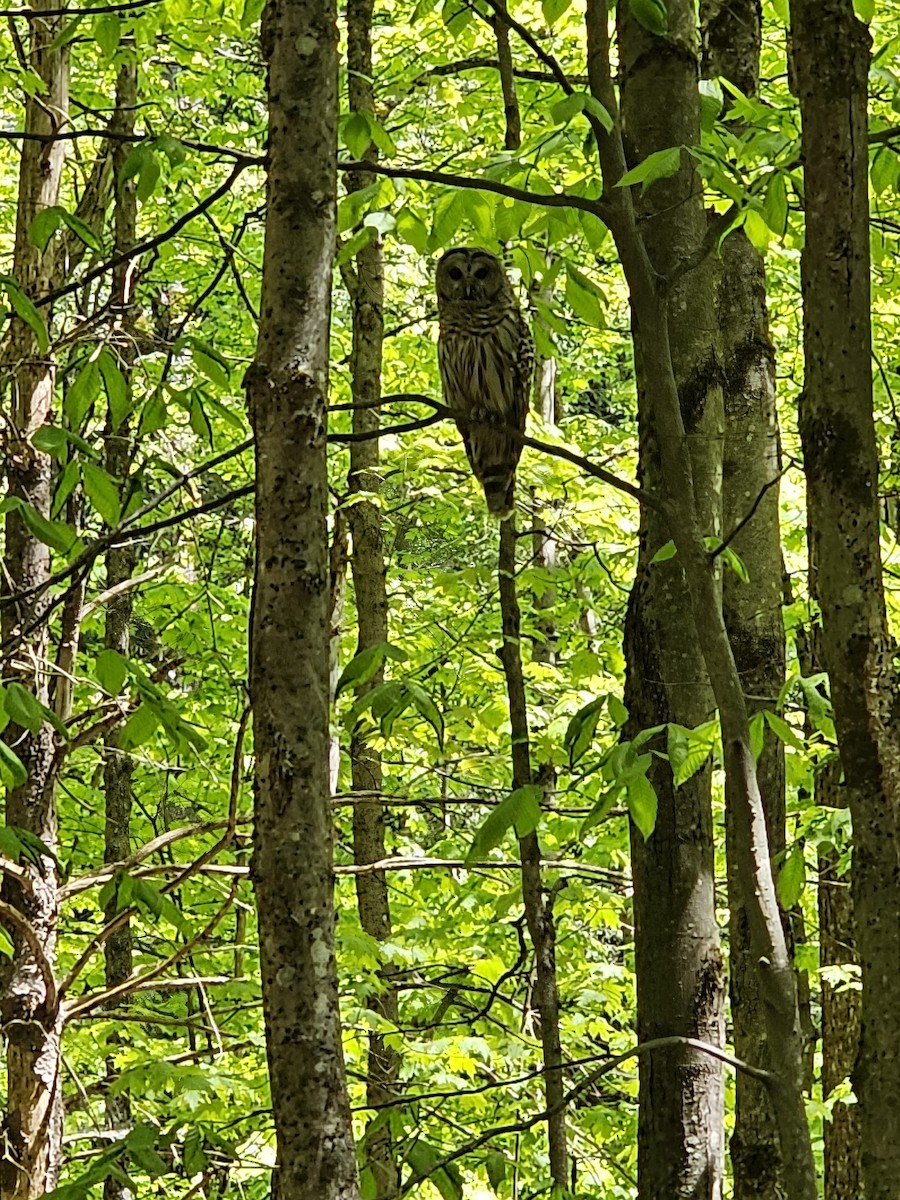 Barred Owl - Annette  Kalinoski