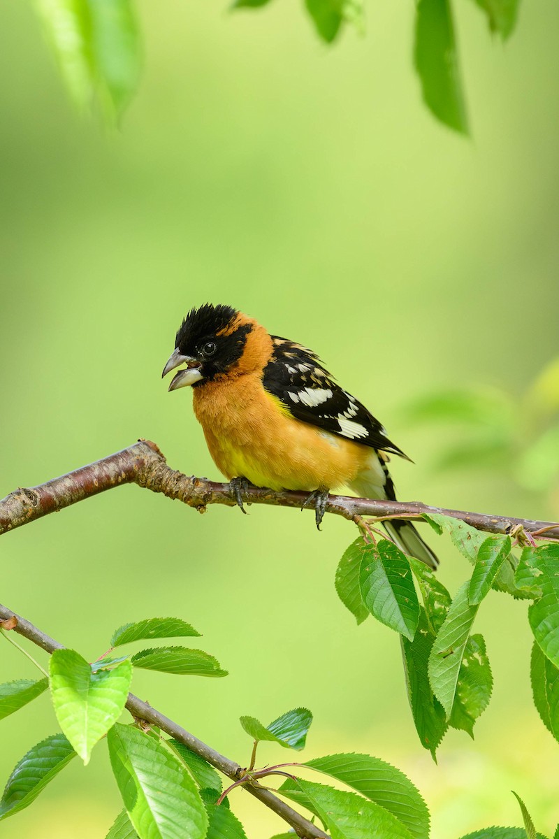 Black-headed Grosbeak - JD Hascup