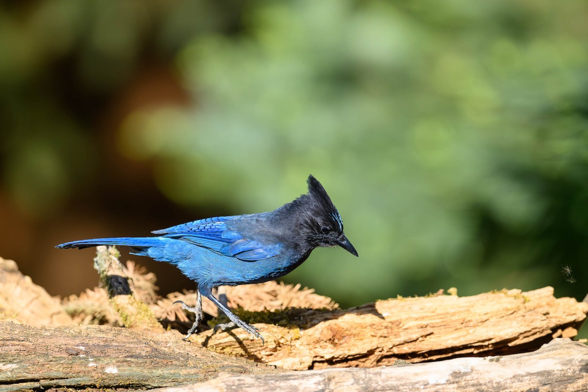 Steller's Jay - JD Hascup