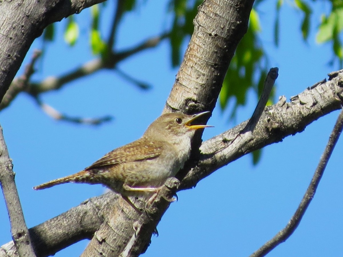 House Wren - ML619192940